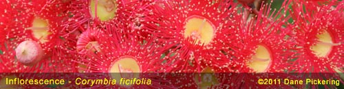 corymbiaficifolia.jpg