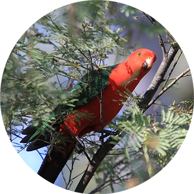 King Parrot on a Branch