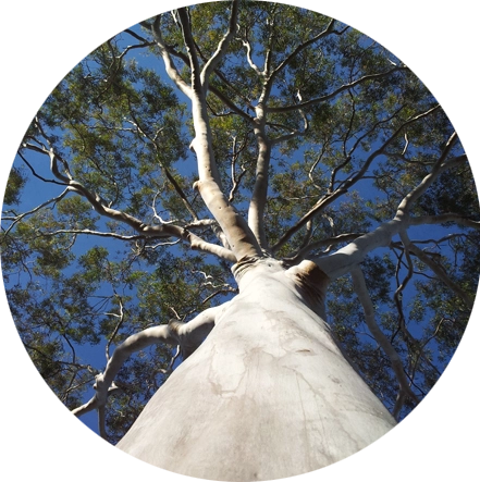 Large Beautiful Tree, Lemon Scented Gum