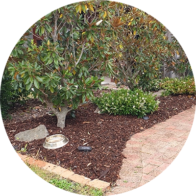 Shows a garden mulched with quality leaf mulch