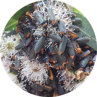 Shows eucalypt flowers covered in plague soldier beetle