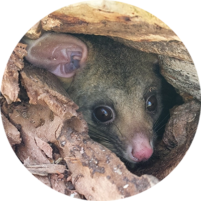 Brushtail possum in a log