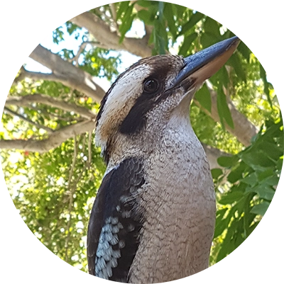 Laughing Kookaburra in a tree