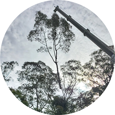 Shows the safe removal of a tree utilising a crane